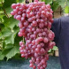 Виноград столовый "Рекорд"