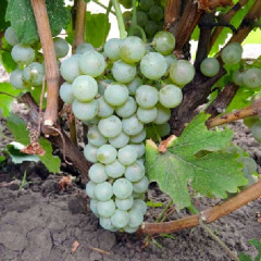 Виноград винный «Йоханнитер» Johanniter