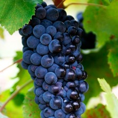 Виноград винный "Пино нуар"