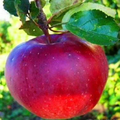 Яблоня карликовая "Фукутами"