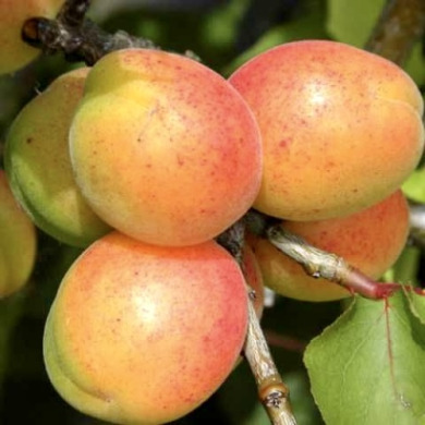 Абрикос "Сульмона"