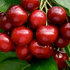 Черешня "Гігант Ред"