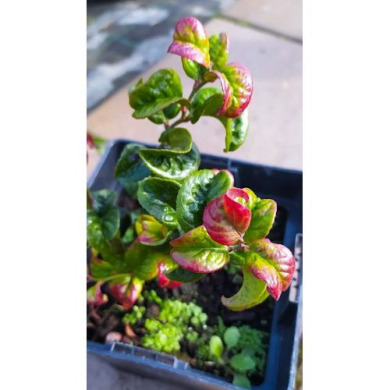 Леукотоэ "Керли Рэд" Curly Red (Закрытый корень С2)
