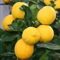 Лимон "Киевский крупноплодный"