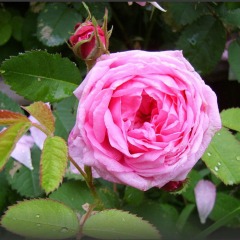 Троянда "чайна" (сорт на ароматне варення)