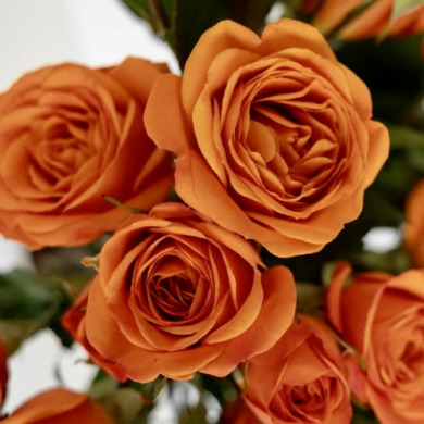 Роза флорибунда "Оранж Бомбастик" Orange Bombastic Роза флорибунда "Оранж Бомбастик" Orange Bombastic