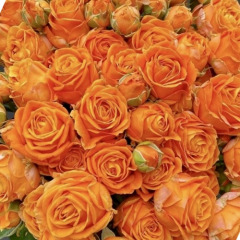 Троянда флорибунда "Оранж Бомбастік" Orange Bombastic