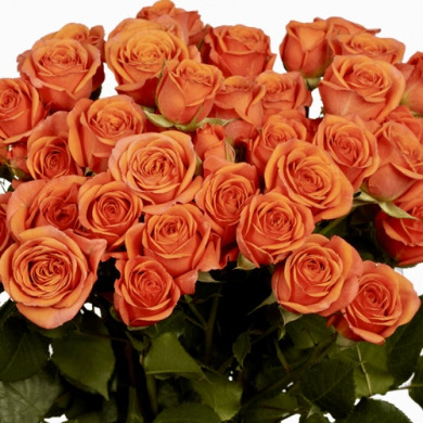 Роза флорибунда "Оранж Бомбастик" Orange Bombastic Роза флорибунда "Оранж Бомбастик" Orange Bombastic