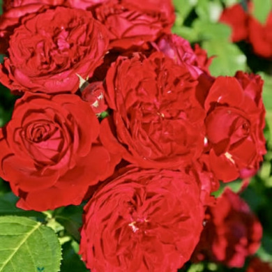 Роза плетистая "Красная Шапочка" Rotkappchen