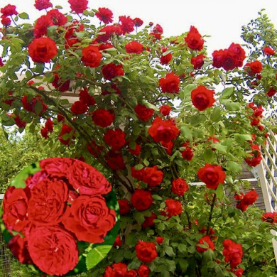 Роза плетистая "Красная Шапочка" Rotkappchen