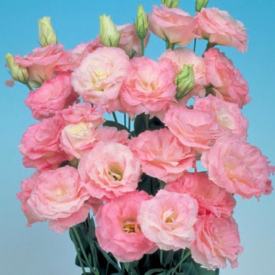 Еустома "Mariarchi misty pink" (вкоріненний живець)