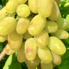 Виноград столовый "Бонжур"