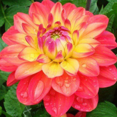 Георгина бордюрная "Мелоди Аллегро" Melody Allegro