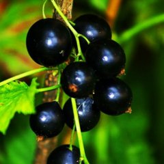 Смородина черная "Юбилейная Копаня" 1 год