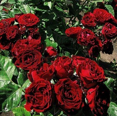 Роза миниатюрная "Red Sensation" Роза миниатюрная "Red Sensation"