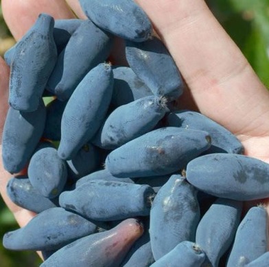 Жимолость "Восторг" 2 года