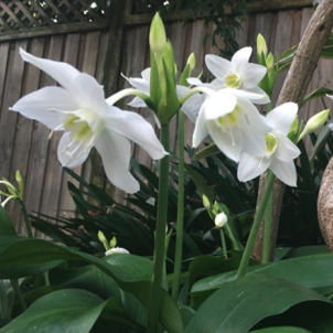 Амазонська лілія (еухаріс): секрети тропічної чарівності у вашому будинку