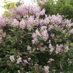 Аристократ із залізним характером або як виростити угорський бузок