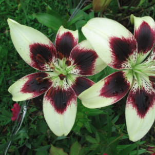 Азиатские гибриды лилий: неприхотливые красавицы в вашем саду