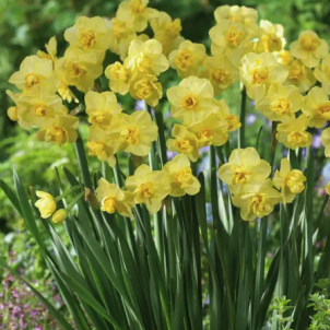 Многоцветковые нарциссы: секреты выращивания “букета на стебле”