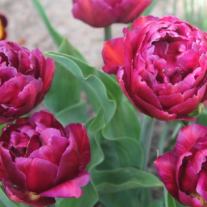 Базові правила посадки тюльпанів