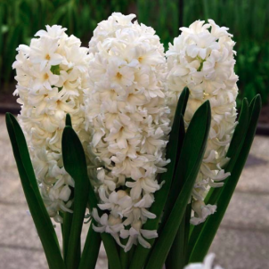 Білі гіацинти як снігова симфонія весняного саду
