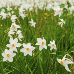 Белое золото высокогорий: узколистый нарцисс