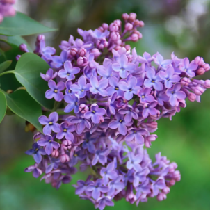 Бузок звичайний: від ботанічних характеристик до секретів пишного цвітіння