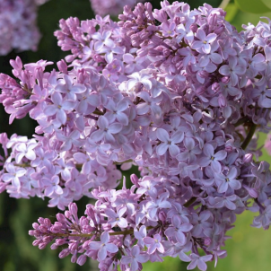 Бузок звичайний: від ботанічних характеристик до секретів пишного цвітіння