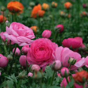 Час краси: як довго цвітуть садові лютики і як продовжити диво