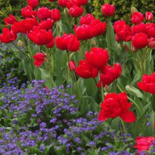 Червоні тюльпани: символіка та найкращі сорти для саду