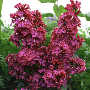 Червоний бузок — виклик стереотипам