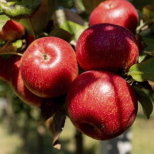 Даруємо яблуню при покупці від 4 дерев!