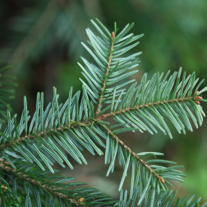 Ідеальні сусіди та правила посадки ялиці