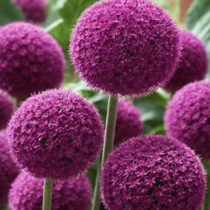 Декоративна цибуля (Алліум): витонченість, геометрія та секрети успішного вирощування