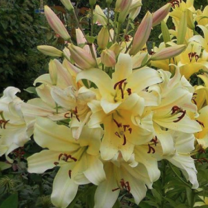 Древовидные лилии: мифы и реальность выращивания