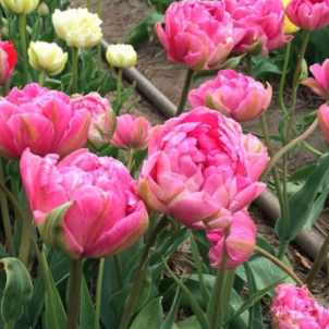 Детальний посібник з посадки тюльпанів у горщик