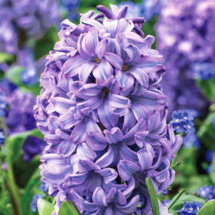 Фіолетовий гіацинт у весняному саду