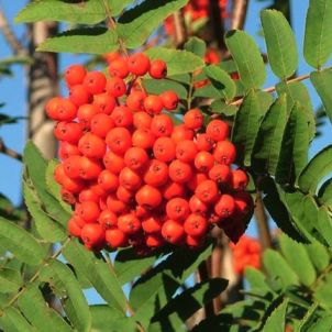 Гармонія та захист: що посадити поруч з горобиною