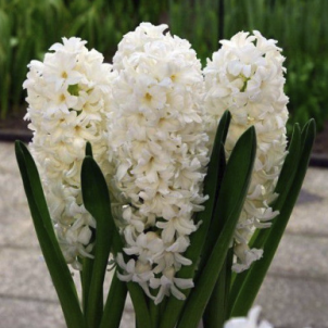 Гіацинт до -50%