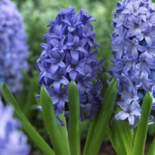 Гіацинт: вирощування аристократа весняного саду