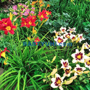 Гибридные лилейники: триумф селекции в вашем саду