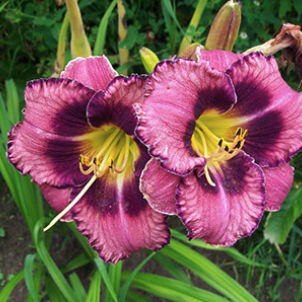 Гибридные лилейники: триумф селекции в вашем саду