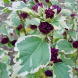 Гибискус махровый "Пурпуреа Вариегата" Purpureus Variegatus (закрытый корень Р9)
