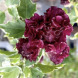 Гибискус махровый "Пурпуреа Вариегата" Purpureus Variegatus (закрытый корень Р9)