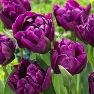 Голландські тюльпани: від класики до сортів нового покоління