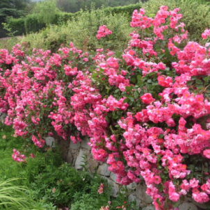 Грунтопокривні троянди безперервного цвітіння