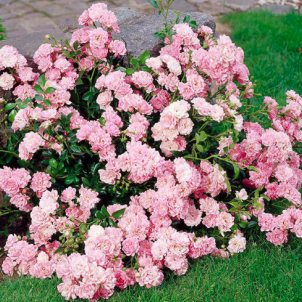 Грунтопокривні троянди: живі килими вашого саду