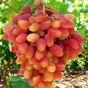 Як правильно посадити виноград восени