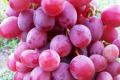 Як укрити та підготувати виноград до зими